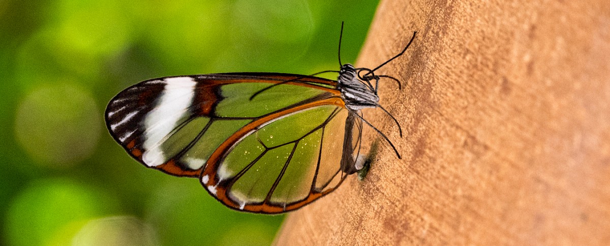 Butterflies Alive!