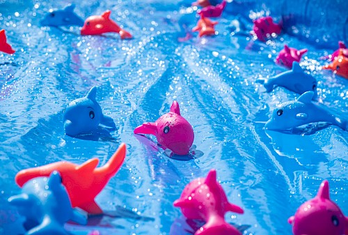 Dolphin Derby Festival Image