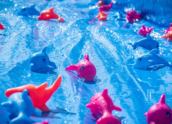 Dolphin Derby Festival