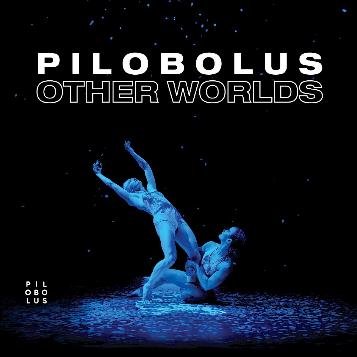 Pilobolus