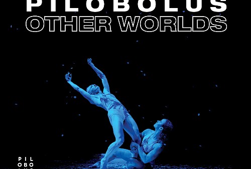 Pilobolus
