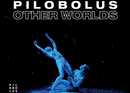 Pilobolus